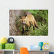 Young Red Fox Kit In Forest Wall Mural