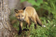 Young Red Fox Kit In Forest Wall Mural
