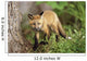 Young Red Fox Kit In Forest Wall Mural