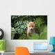 Kit Red Fox Peering Through Bushes At Mcneil River Summer Wall Mural