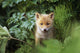 Kit Red Fox Peering Through Bushes At Mcneil River Summer Wall Mural