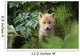 Kit Red Fox Peering Through Bushes At Mcneil River Summer Wall Mural