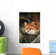 Red Fox Sitting Under A Shelter Wall Mural