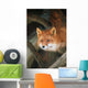 Red Fox Sitting Under A Shelter Wall Mural