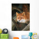 Red Fox Sitting Under A Shelter Wall Mural