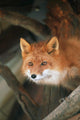 Red Fox Sitting Under A Shelter Wall Mural