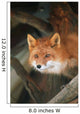 Red Fox Sitting Under A Shelter Wall Mural