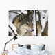 Captive Close Up View Of An Adult Gray Wolf Wall Mural