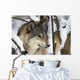 Captive Close Up View Of An Adult Gray Wolf Wall Mural