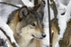 Captive Close Up View Of An Adult Gray Wolf Wall Mural