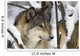 Captive Close Up View Of An Adult Gray Wolf Wall Mural