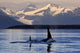 Two Killer Whales Surface Wall Mural