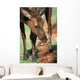 Cow Elk Tending To Its Calf Wall Mural