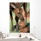 Cow Elk Tending To Its Calf Wall Mural