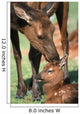 Cow Elk Tending To Its Calf Wall Mural