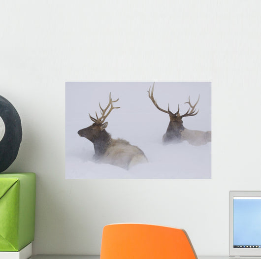 Two Bull Elk Lying In Deep Snow Wall Mural