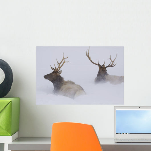 Two Bull Elk Lying In Deep Snow Wall Mural