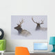 Two Bull Elk Lying In Deep Snow Wall Mural