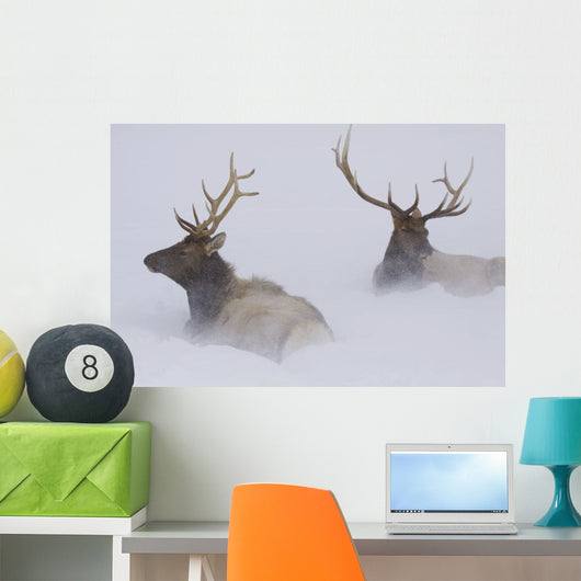 Two Bull Elk Lying In Deep Snow Wall Mural
