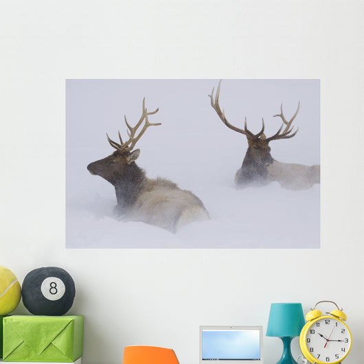 Two Bull Elk Lying In Deep Snow Wall Mural