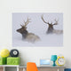 Two Bull Elk Lying In Deep Snow Wall Mural