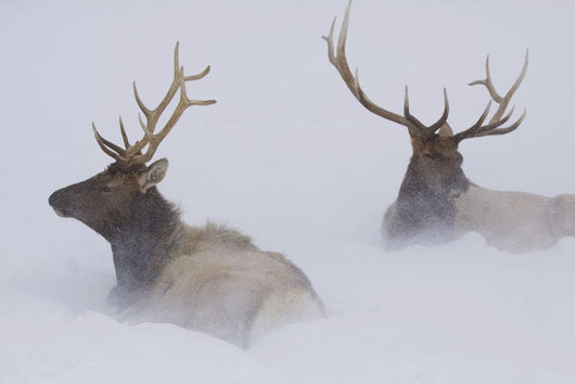 Two Bull Elk Lying In Deep Snow Wall Mural