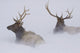 Two Bull Elk Lying In Deep Snow Wall Mural