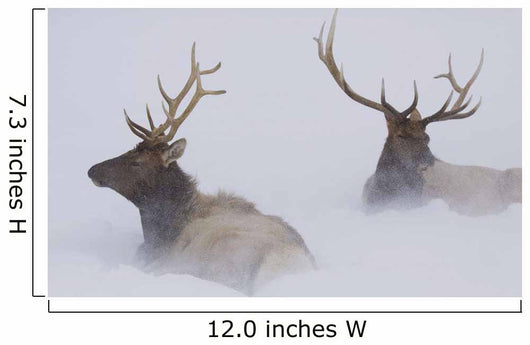Two Bull Elk Lying In Deep Snow Wall Mural