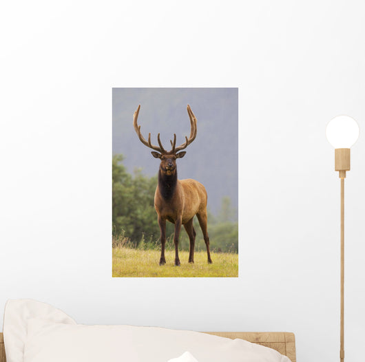 Captive Bull Roosevelt Elk With Antlers In Velvet Stands Alert Wall Mural