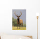 Captive Bull Roosevelt Elk With Antlers In Velvet Stands Alert Wall Mural