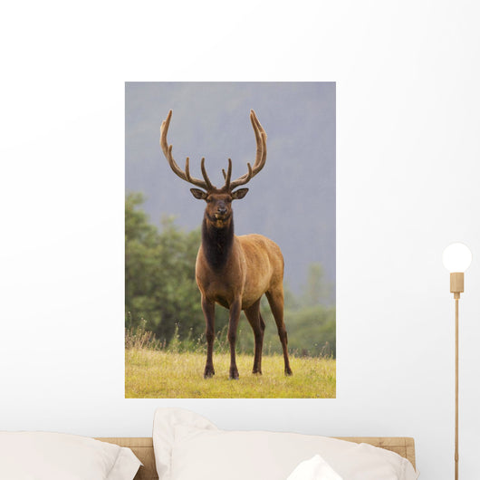 Captive Bull Roosevelt Elk With Antlers In Velvet Stands Alert Wall Mural