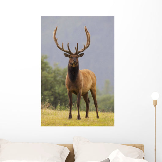 Captive Bull Roosevelt Elk With Antlers In Velvet Stands Alert Wall Mural