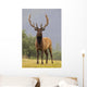 Captive Bull Roosevelt Elk With Antlers In Velvet Stands Alert Wall Mural