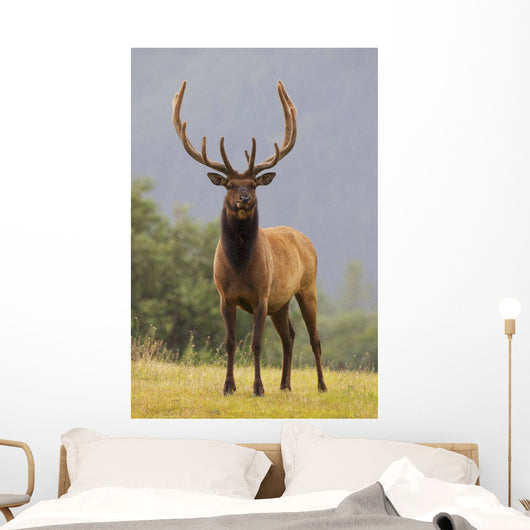 Captive Bull Roosevelt Elk With Antlers In Velvet Stands Alert Wall Mural