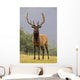 Captive Bull Roosevelt Elk With Antlers In Velvet Stands Alert Wall Mural
