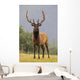 Captive Bull Roosevelt Elk With Antlers In Velvet Stands Alert Wall Mural