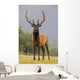 Captive Bull Roosevelt Elk With Antlers In Velvet Stands Alert Wall Mural