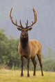 Captive Bull Roosevelt Elk With Antlers In Velvet Stands Alert Wall Mural