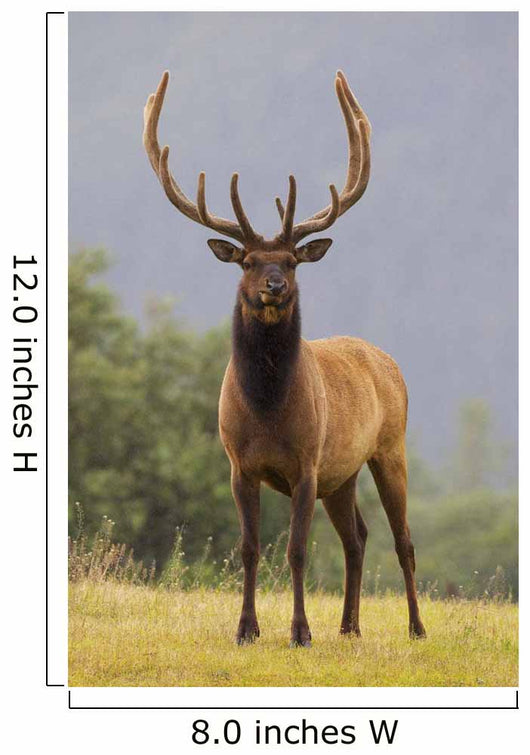 Captive Bull Roosevelt Elk With Antlers In Velvet Stands Alert Wall Mural
