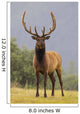 Captive Bull Roosevelt Elk With Antlers In Velvet Stands Alert Wall Mural