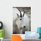 Mountain Goat In Alberta Canada During Fall Wall Mural