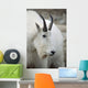 Mountain Goat In Alberta Canada During Fall Wall Mural