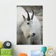 Mountain Goat In Alberta Canada During Fall Wall Mural