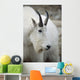 Mountain Goat In Alberta Canada During Fall Wall Mural