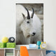 Mountain Goat In Alberta Canada During Fall Wall Mural