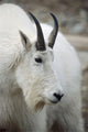 Mountain Goat In Alberta Canada During Fall Wall Mural