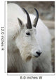 Mountain Goat In Alberta Canada During Fall Wall Mural