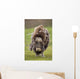 Closeup Of Very Shaggy Muskox Losing Winter Layer Wall Mural