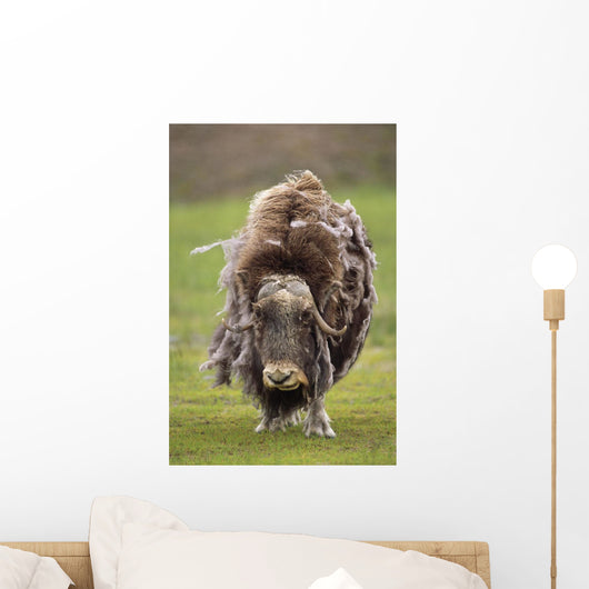 Closeup Of Very Shaggy Muskox Losing Winter Layer Wall Mural