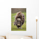 Closeup Of Very Shaggy Muskox Losing Winter Layer Wall Mural